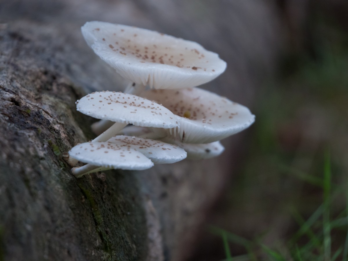 All the fungus in the Osa&nbsp;Peninsula