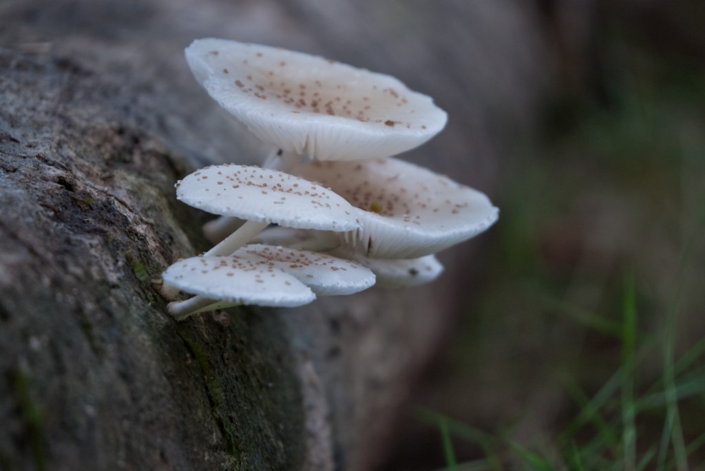 All the fungus in the Osa&nbsp;Peninsula